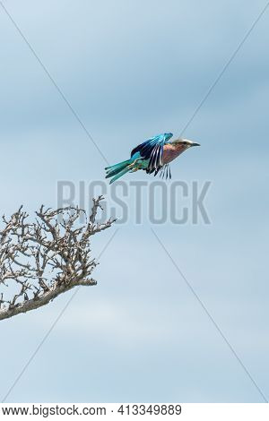 Lilac-breasted Roller Takes Off From Tree Branch