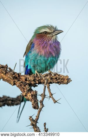 Lilac-breasted Roller Perches On Thornbush Watching Camera