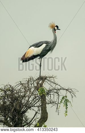 Grey Crowned Crane In Profile On Thornbush