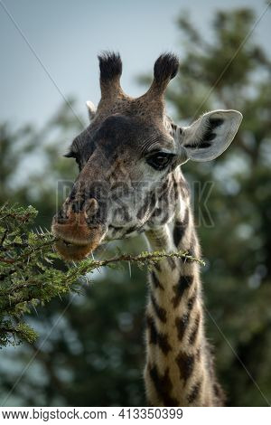 Close-up Of Masai Giraffe Gnawing Thornbush Branch