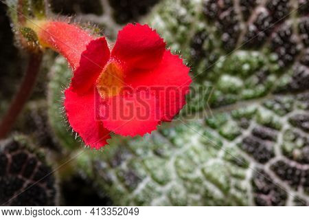 Small Blooming Red Flower House Plant Episcia Close-up Macro Photography