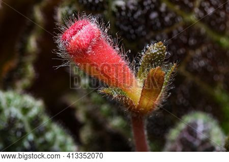 Small Blooming Red Flower House Plant Episcia Close-up Macro Photography