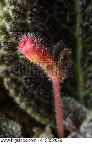 Small Blooming Red Flower House Plant Episcia Close-up Macro Photography