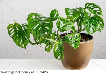 Monstera Monkey Mask In Brown Pot On The Wall Background. Tropical Mini Monstera Monkey Mask Potted 
