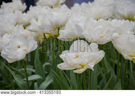 Beuatiful White Tulips Flower Type Fosteriana Tulips Growing And Blossom In Spring Season Field With