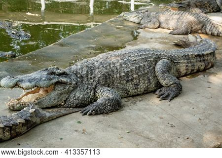 American Crocodile Crocodylus Acutus With An Open Mouth In Million Years Stone Park And Pattaya Croc