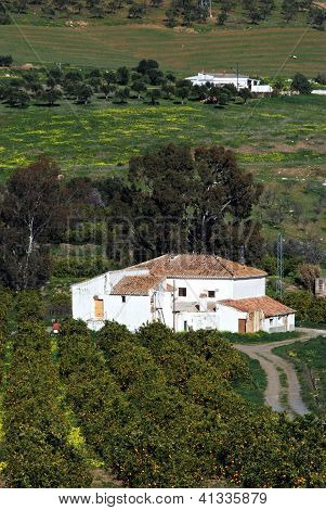国家 finca 和橙色树丛，西班牙安达卢西亚。