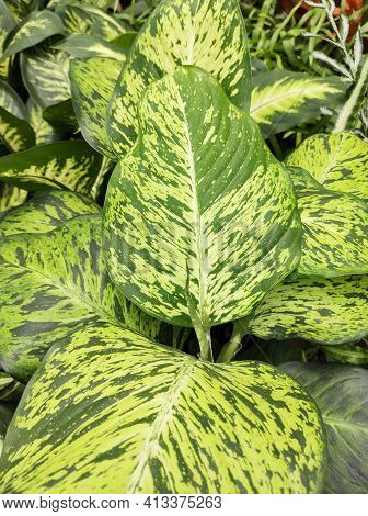 Front View Of Beautiful Lush Green Foliage Of Dieffenbachia Sunrise, In An Indoor Flower Bed.