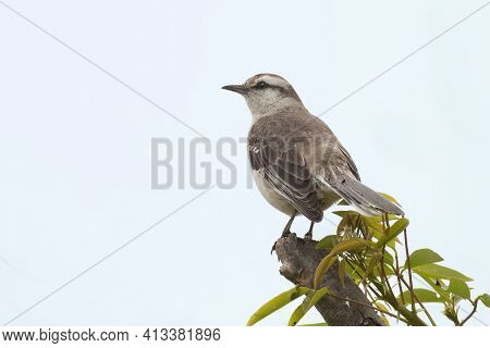 A Chalk-browed Mockingbird, Mimus Saturninus, On Leafy Plant