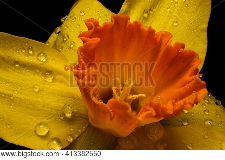 Yellow Daffodil (narcissus Tazetta) Flower Blossom On Black Background