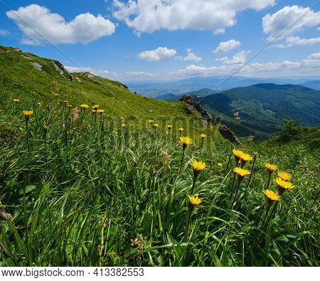 Yellow Flowers On Summer Mountain Slope. Pikuj Mountain, Carpathian, Ukraine.