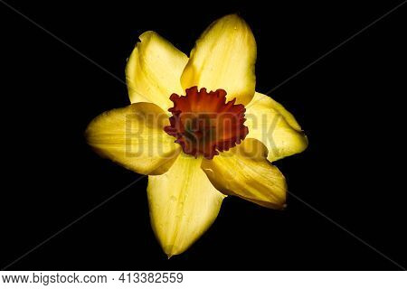 Yellow Daffodil (narcissus Tazetta) Flower Blossom On Black Background