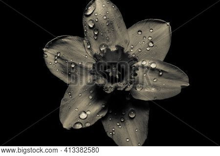 Yellow Daffodil (narcissus Tazetta) Flower Blossom On Black Background