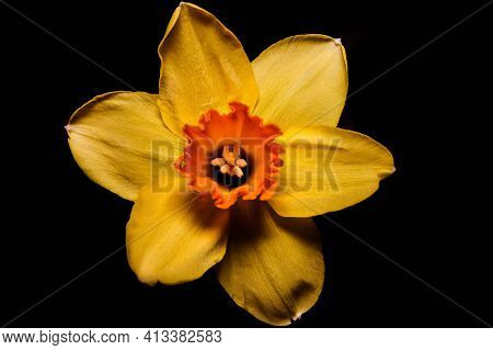 Yellow Daffodil (narcissus Tazetta) Flower Blossom On Black Background
