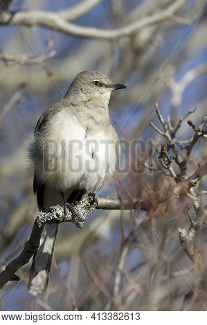 A Vertical Of A Northern Mockingbird, Mimus Polyglottos