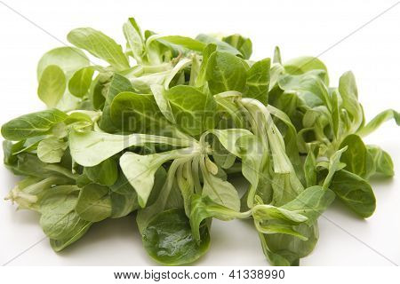 Tuore Green Fieldsalad syömiseen