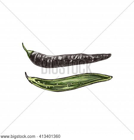 Whole And Half Pepper Chilaca . Vector Vintage Hatching Color Illustration. Isolated On White Backgr