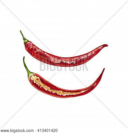 Whole And Half Pepper Cayenne. Vector Vintage Hatching Color Illustration. Isolated On White Backgro