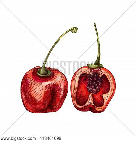 Whole And Half Pepper Rocoto. Vector Vintage Hatching Color Illustration. Isolated On White Backgrou