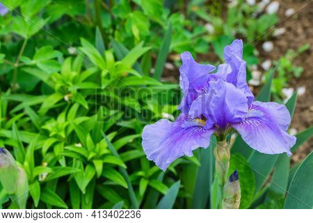 Flower Iris Aka Cockerel, Aka Irideae In Garden. Lilac Iris Flower Closeup. Free Space, Space For Te