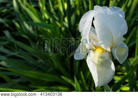 Flower Iris Aka Cockerel, Aka Irideae In Garden. White Iris Flower Closeup. Free Space, Space For Te