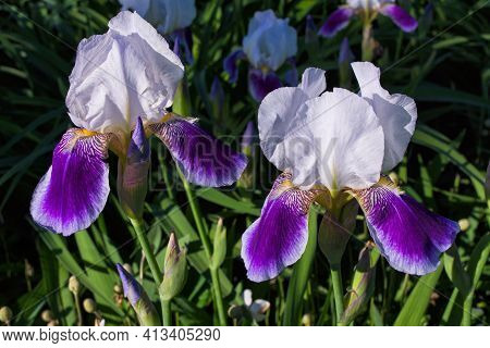 Flowers Iris Aka Cockerel, Aka Irideae In Garden. Iris Flowers Closeup.
