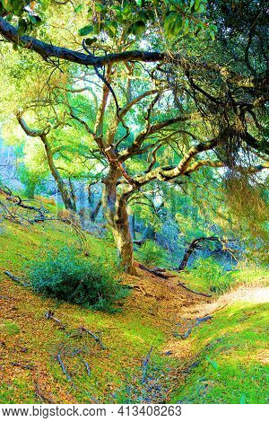 Oak Trees Surrounding A Dry Creekbed Taken At A Riparian Woodland In The Rural Southern California P