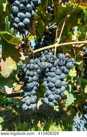 Close Up Of Berries And Leaves Of Grape-vine. Single Bunch Of Ripe Red Wine Grapes Hanging On A Vine