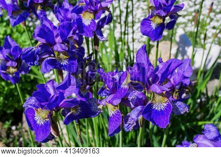 Flower Bed In The Garden. Violet Irises Aka Cockerel, Aka Irideae Flowers Closeup.