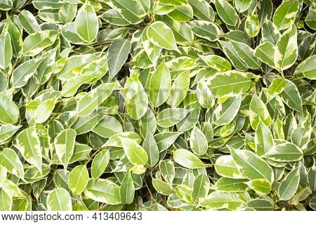 Weeping Fig, Benjamin Fig, Ficus Tree Leaves Close Up Texture Background. Variegated Ficus Benjamina