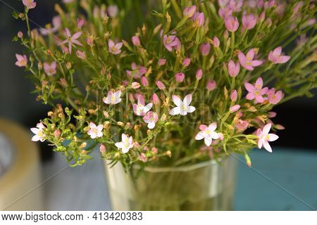 Common Centaury - Centaurium Erythraea.a Flowering Common Centaury, Centaurium Erythraea, Plant Grow