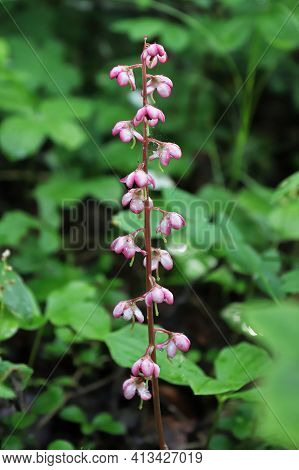 Tiny Delicate Flowers On A Pink Wintergreen Plant.