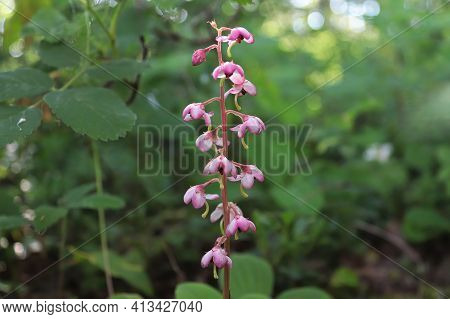Tiny Delicate Flowers On A Pink Wintergreen Plant.