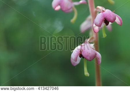 Macro Delicate Flowers On A Pink Wintergreen Plant.