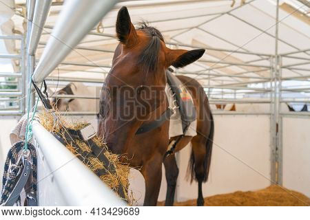 Brown Horse In Stall With Head Down Feeding On Hay