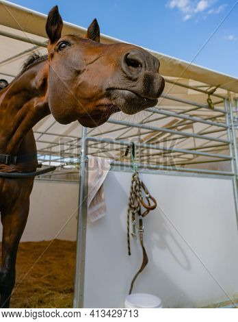 Brown Horse Poking It's Head Out Of Stall Looking Curious As If Investigating Whats Happening.