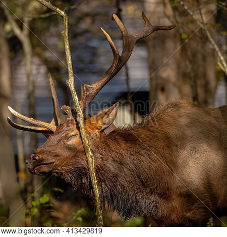 Closed Eye Bull Elk Enjoys Head Scratches Against Tree In Forest