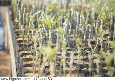 Grafted Avocado Plant Tree Grafting In Nursery House. Avocados Propagation