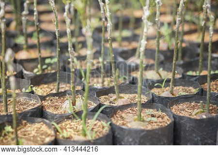 Grafted Avocado Plant Tree Grafting In Nursery House. Avocados Propagation