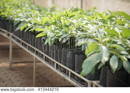 Grafted Avocado Plant Tree Grafting In Nursery House. Avocados Propagation