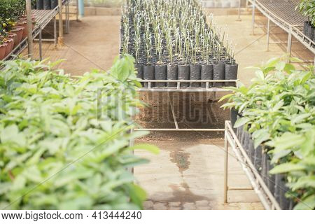 Grafted Avocado Plant Tree Grafting In Nursery House. Avocados Propagation