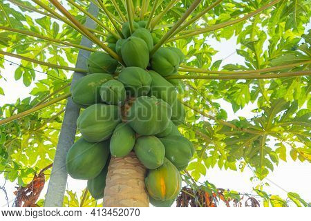 Fresh Papaya Fruits Attached To Papaya Tree