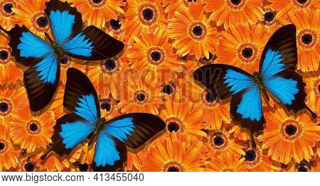 Bright Summer Background. Blue Tropical Butterflies On Bright Orange Gerbera Flowers. Colorful Gerbe