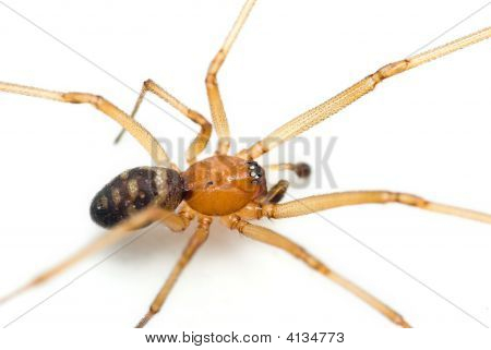 Kast Spider