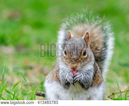 Brown And Red Squirrel Eating An Almond In Close-up