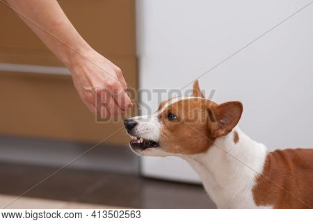 Young Basenji Dog Is Snarling When Perfume Smelling Human Hand Spoke To Its Snout