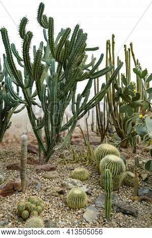 Lots Of Various Cacti Gradient Isolated In White Back