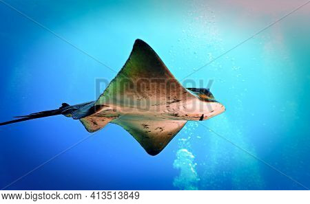 Cute Bull Ray Flying In The Deep Blue Ocean. From A Scuba Dive In The Atlantic Ocean - Canary Island