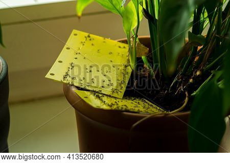 some dark-winged fungus gnats are stuck on a yellow sticky trap