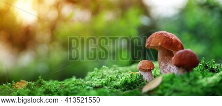 Whild Mushrooms Outdoors In The Forest In Autumn